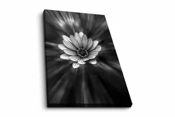 Canvastavla - Svartvit blomma med strålar av ljus som skapar en dramatisk effekt - Svart / Vit / Grå - Inredning - Tavlor & posters - Canvastavla