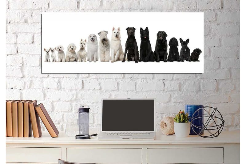 Canvastavla Svartvita hundar - Svart/Vit - Inredning - Tavlor & posters - Canvastavla