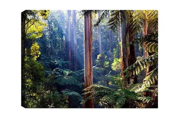 Canvastavla - Tyst skog med höga eukalyptusträd och frodig vegetation - Grön / Brun / Gul - Inredning - Tavlor & posters - Canvastavla