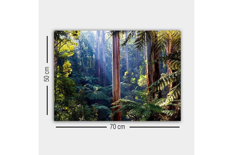 Canvastavla - Tyst skog med höga eukalyptusträd och frodig vegetation - Grön / Brun / Gul - Inredning - Tavlor & posters - Canvastavla