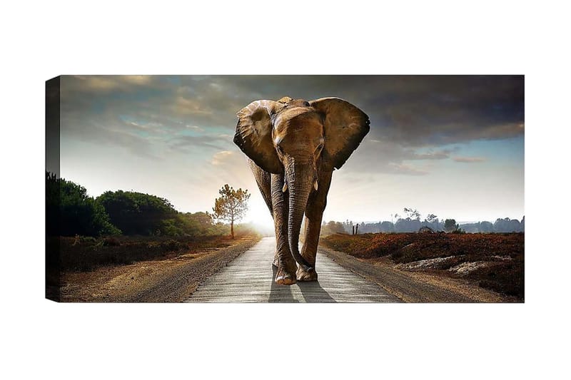 Canvastavla YTY Animals Flerfärgad - 120x50 cm - Inredning - Tavlor & posters - Canvastavla