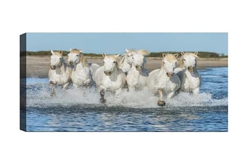 Canvastavla YTY Animals Flerfärgad - 120x50 cm - Inredning - Tavlor & posters - Canvastavla