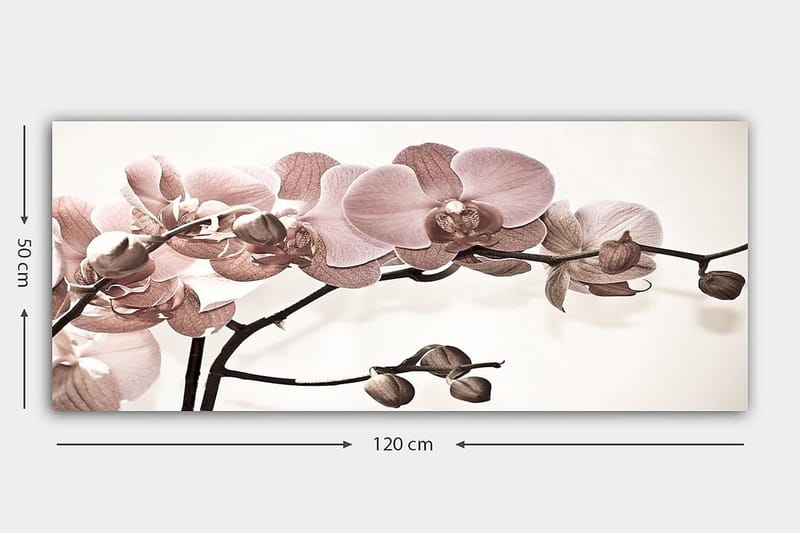 Canvastavla YTY Floral & Botanical Flerfärgad - 120x50 cm - Inredning - Tavlor & posters - Canvastavla