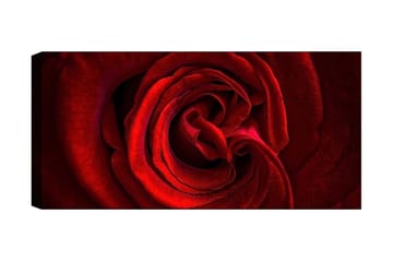 Canvastavla YTY Floral & Botanical Flerfärgad - 120x50 cm - Inredning - Tavlor & posters - Canvastavla