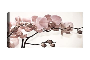 Canvastavla YTY Floral & Botanical Flerfärgad - 120x50 cm - Inredning - Tavlor & posters - Canvastavla