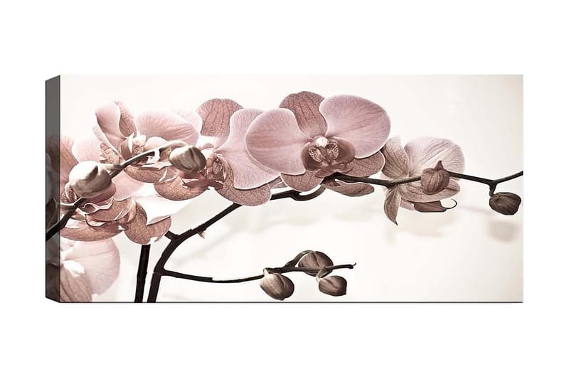 Canvastavla YTY Floral & Botanical Flerfärgad - 120x50 cm - Canvastavla