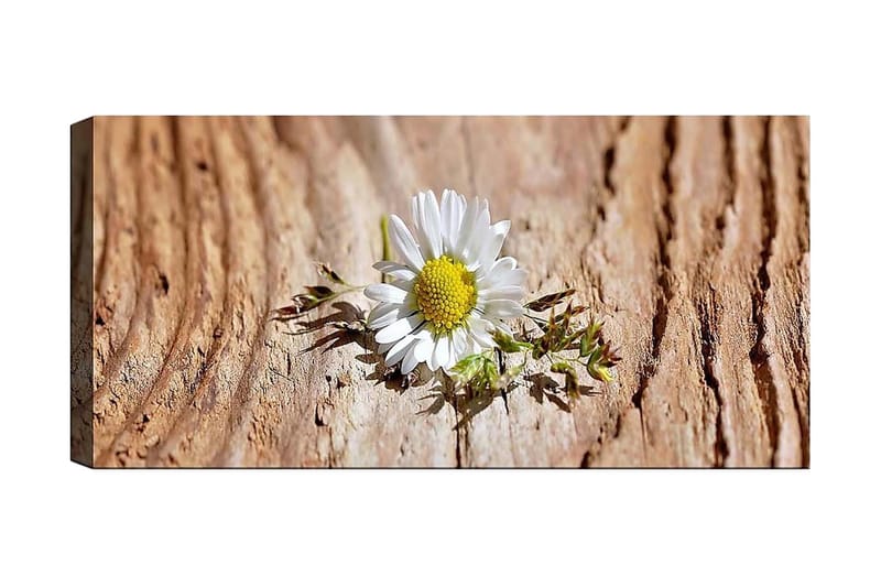 Canvastavla YTY Floral & Botanical Flerfärgad - 120x50 cm - Inredning - Tavlor & posters - Canvastavla