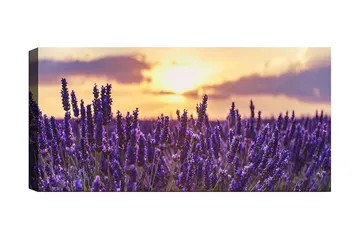 Canvastavla YTY Floral & Botanical Flerfärgad - 120x50 cm - Inredning - Tavlor & posters - Canvastavla