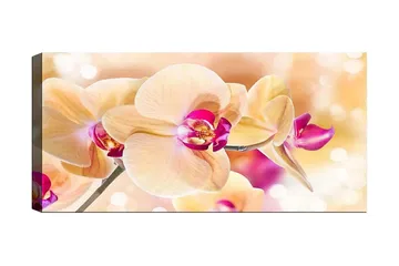 Canvastavla YTY Floral & Botanical Flerfärgad - 120x50 cm - Inredning - Tavlor & posters - Canvastavla