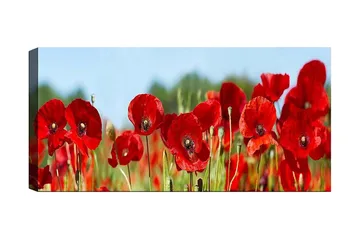 Canvastavla YTY Floral & Botanical Flerfärgad - 120x50 cm - Inredning - Tavlor & posters - Canvastavla