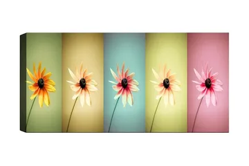 Canvastavla YTY Floral & Botanical Flerfärgad - 120x50 cm - Inredning - Tavlor & posters - Canvastavla