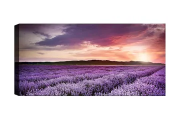 Canvastavla YTY Floral & Botanical Flerfärgad - 120x50 cm - Inredning - Tavlor & posters - Canvastavla