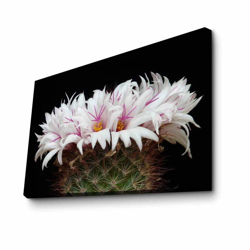 Dekorativ Canvastavla 45x70 cm, Flerfärgad