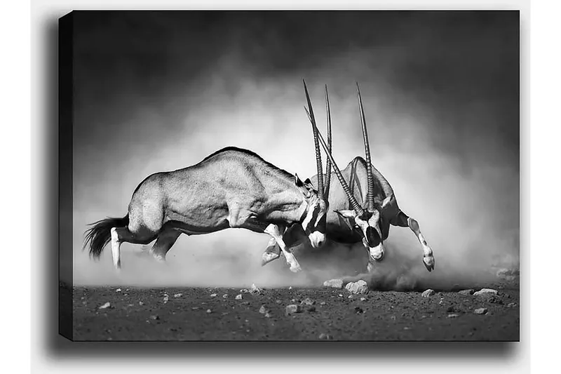 Dekorativ Canvastavla 50x70 cm, Flerfärgad