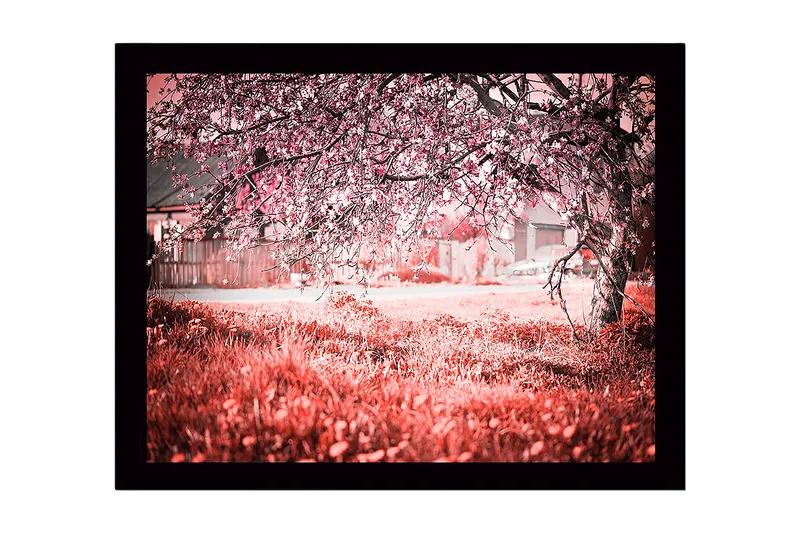 Inramad Canvastavla i trä - 41x56 cm - Blommande körsbärsträd i en drömlik landskapsmiljö, Rosa / Grön / Vit