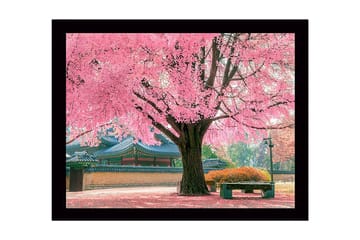 Inramad Canvastavla i trä - 41x56 cm - Blommande körsbärsträd i en vacker parkmiljö - Rosa / Grön / Brun - Inredning - Tavlor & posters - Canvastavla