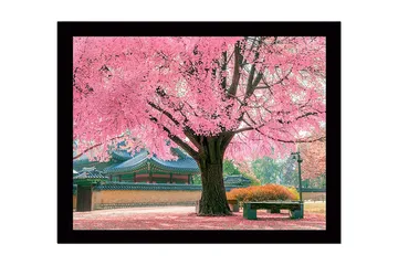 Inramad Canvastavla i trä - 41x56 cm - Blommande körsbärsträd i en vacker parkmiljö - Rosa / Grön / Brun - Inredning - Tavlor & posters - Canvastavla