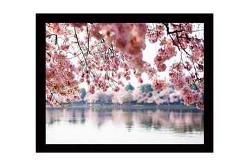 Inramad Canvastavla i trä - 41x56 cm - Blommande körsbärsträd vid en spegelblanka sjö - Rosa / Grön / Blå - Inredning - Tavlor & posters - Canvastavla
