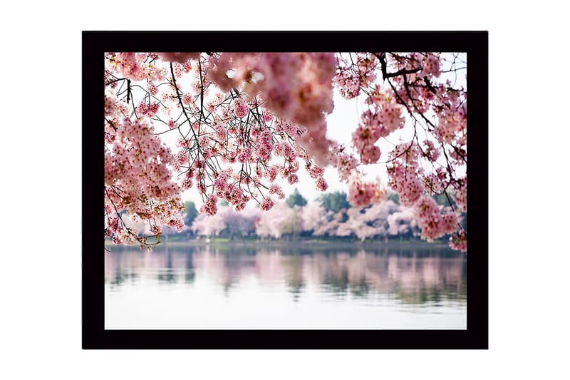 Inramad Canvastavla i trä - 41x56 cm - Blommande körsbärsträd vid en spegelblanka sjö - Rosa / Grön / Blå - Inredning - Tavlor & posters - Canvastavla
