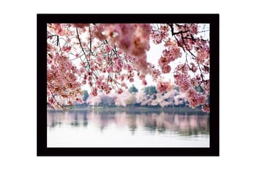 Inramad Canvastavla i trä - 41x56 cm - Blommande körsbärsträd vid en spegelblanka sjö - Rosa / Grön / Blå - Inredning - Tavlor & posters - Canvastavla