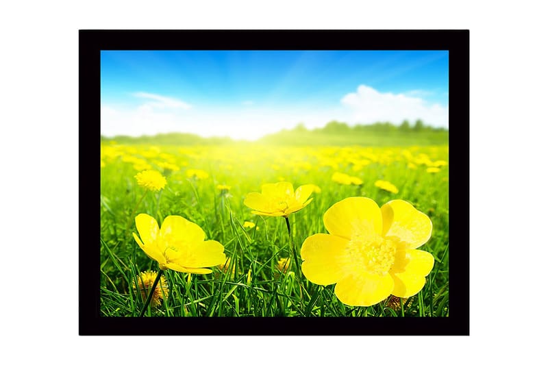 Inramad Canvastavla i trä - 41x56 cm - Fält av gula blommor i soligt landskap, Gul / Grön