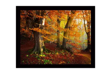 Inramad Canvastavla i trä - 41x56 cm - Färgglad höstskog med gyllene och orange lövverk - Orange / Gult / Grönt - Inredning - Tavlor & posters - Canvastavla
