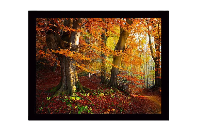 Inramad Canvastavla i trä - 41x56 cm - Färgglad höstskog med gyllene och orange lövverk, Orange / Gult / Grönt