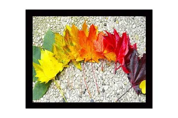 Inramad Canvastavla i trä - 41x56 cm - Färgglad rad av höstlöv i olika nyanser - Gult / Orange / Rött - Inredning - Tavlor & posters - Canvastavla