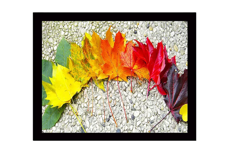 Inramad Canvastavla i trä - 41x56 cm - Färgglad rad av höstlöv i olika nyanser - Gult / Orange / Rött - Inredning - Tavlor & posters - Canvastavla