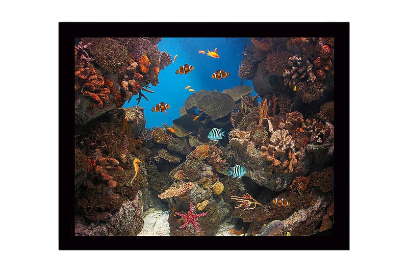 Inramad Canvastavla i trä - 41x56 cm - Färgglad undervattensscen med korallrev och simmande fiskar, Blå / Orange / Grön