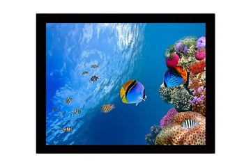 Inramad Canvastavla i trä - 41x56 cm - Färgglad undervattensscen med korallrev och simmande fiskar - Blå / Orange / Rosa - Inredning - Tavlor & posters - Canvastavla