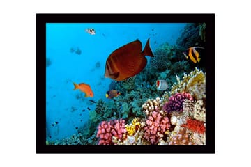 Inramad Canvastavla i trä - 41x56 cm - Färgglad undervattensscen med korallrev och tropiska fiskar - Blå / Orange / Rosa - Inredning - Tavlor & posters - Canvastavla