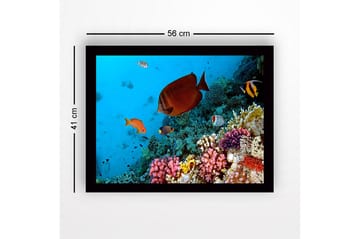 Inramad Canvastavla i trä - 41x56 cm - Färgglad undervattensscen med korallrev och tropiska fiskar - Blå / Orange / Rosa - Inredning - Tavlor & posters - Canvastavla