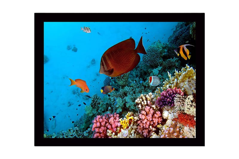 Inramad Canvastavla i trä - 41x56 cm - Färgglad undervattensscen med korallrev och tropiska fiskar, Blå / Orange / Rosa
