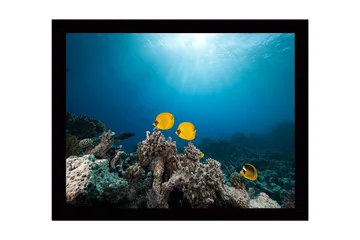 Inramad Canvastavla i trä - 41x56 cm - Färgglada fiskar simmande bland korallrev - Gul / Blå / Grå - Inredning - Tavlor & posters - Canvastavla