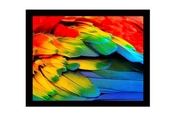 Inramad Canvastavla i trä - 41x56 cm - Färgglada fjädrar från en papegoja - Röd / Grön / Blå - Inredning - Tavlor & posters - Canvastavla