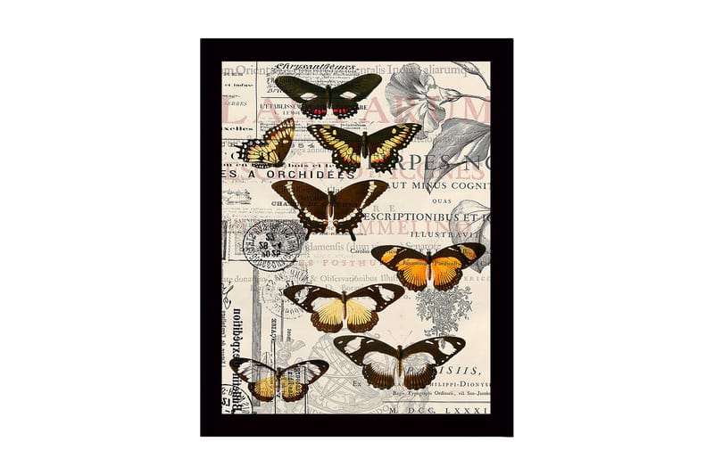 Inramad Canvastavla i trä - 41x56 cm - Färgglada fjärilar på en vintage-inspirerad bakgrund, Svart / Brun / Orange