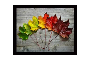 Inramad Canvastavla i trä - 41x56 cm - Färgglada höstlöv i en rad - Grön / Gul / Röd - Inredning - Tavlor & posters - Canvastavla