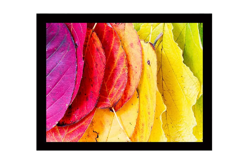 Inramad Canvastavla i trä - 41x56 cm - Färgglada höstlöv i olika nyanser, Rosa / Röd / Gul