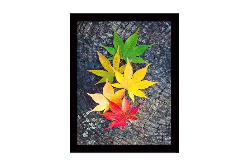 Inramad Canvastavla i trä - 41x56 cm - Färgglada höstlöv på en träyta, Grön / Gul / Röd