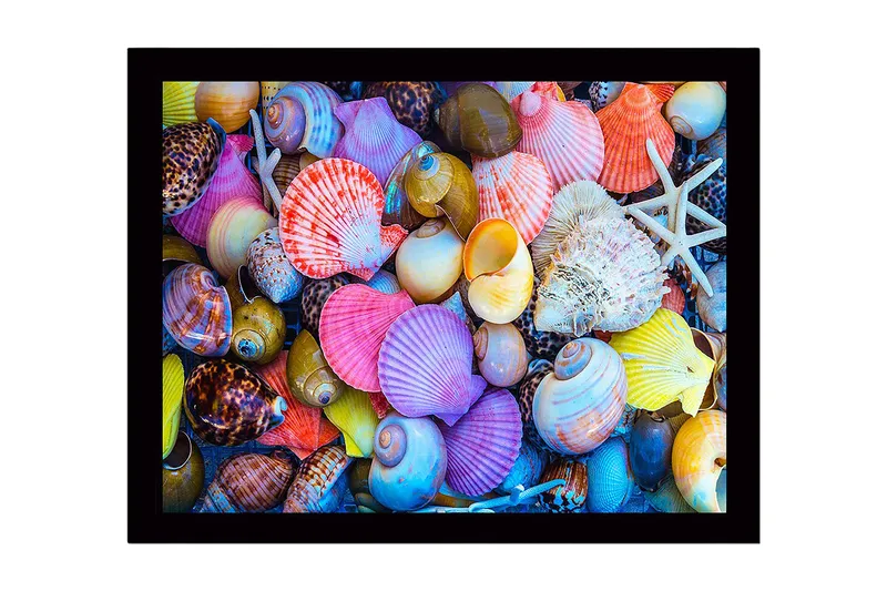 Inramad Canvastavla i trä - 41x56 cm - Färgglada snäckor i olika former och storlekar, Rosa / Gul / Lila