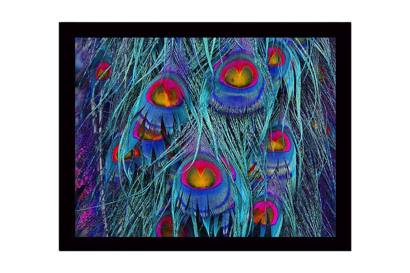 Inramad Canvastavla i trä - 41x56 cm - Färgglada påfågelsfjädrar i en abstrakt komposition, Turkos / Lila / Guld