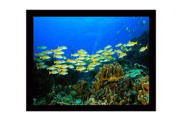 Inramad Canvastavla i trä - 41x56 cm - Flock av färgglada fiskar simmande i ett korallrev - Blå / Gul / Grön - Inredning - Tavlor & posters - Canvastavla