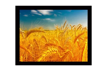 Inramad Canvastavla i trä - 41x56 cm - Gyllene vetefält under en klar himmel - Guld / Blå / Grön - Inredning - Tavlor & posters - Canvastavla