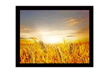 Inramad Canvastavla i trä - 41x56 cm - Gyllene vetefält under en soluppgång - Guld / Orange / Ljusblå - Inredning - Tavlor & posters - Canvastavla