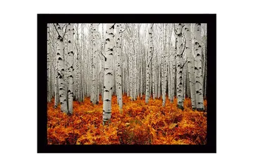 Inramad Canvastavla i trä - 41x56 cm - Höstlig skog med björkar och gyllene ormbunkar - Vit / Orange - Inredning - Tavlor & posters - Canvastavla