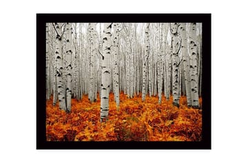 Inramad Canvastavla i trä - 41x56 cm - Höstlig skog med björkar och gyllene ormbunkar - Vit / Orange - Inredning - Tavlor & posters - Canvastavla