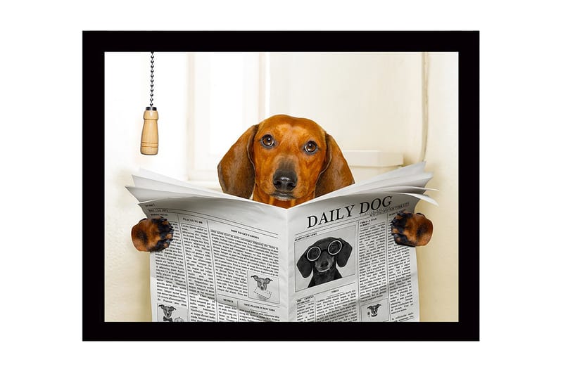 Inramad Canvastavla i trä - 41x56 cm - Hund som läser tidningen DAILY DOG, Brun / Svart / Vit