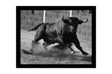 Inramad Canvastavla i trä - 41x56 cm - Kraftfull tjur i rörelse - Svart / Grå - Inredning - Tavlor & posters - Canvastavla
