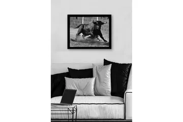 Inramad Canvastavla i trä - 41x56 cm - Kraftfull tjur i rörelse - Svart / Grå - Inredning - Tavlor & posters - Canvastavla